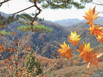 141jav最新域名